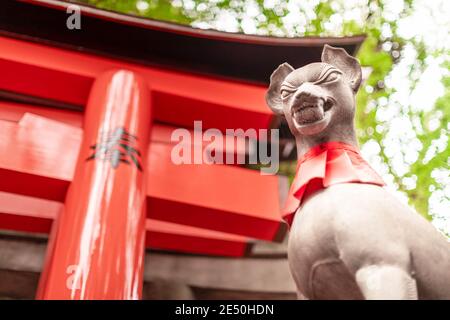 Nahaufnahme einer Steinstatue eines Fuchses Vorderseite einer hölzernen Torii in einem japanischen Tempel Stockfoto