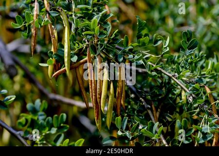 Früchte des gemeinen Pfirsichs im Sommer, sibirischer Pfirsichstrauch, Caragana arborescens, Bayern, Deutschland Stockfoto