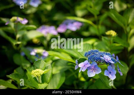 Nahaufnahme einer lila Hortensien in Blüte umgeben von Grüne Blätter Stockfoto
