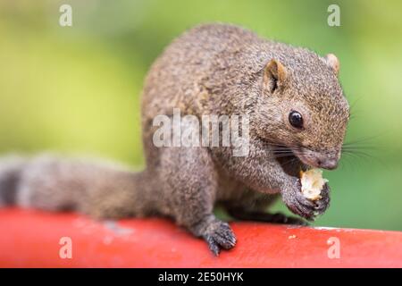 Nahaufnahme eines grauen Eichhörnchens, das auf einem roten Holzpfahl steht und auf einem Brotscheiben vor einem grünen Bokeh-Hintergrund knirscht Stockfoto