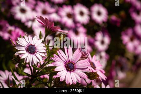 Rosa Umhang Gänseblümchen mit lila Mitte wächst in wilder Fülle Stockfoto