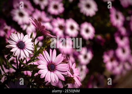 Rosa Umhang Gänseblümchen mit lila Mitte wächst in wilder Fülle Stockfoto
