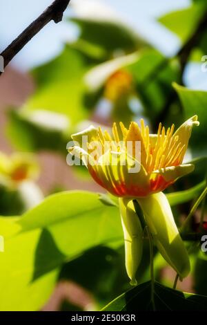 Goldene Blütenblüte und grüne Blätter von Liriodendron tulipifera schöner Zierbaum, amerikanischer Tulpenbaum, Tulpenbaum, Tulpenpappel, Weißholz, Stockfoto