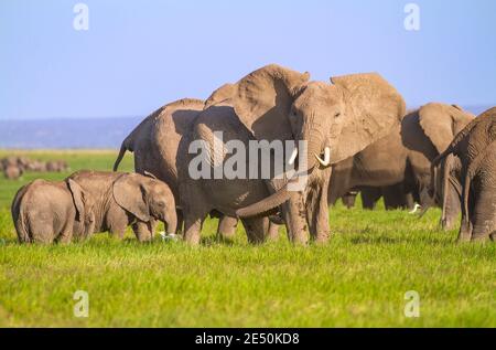 Afrikanische Elefantenmutter schlägt ihre großen Ohren heraus. Mit zwei Kälbern und einer Herde im Amboseli Nationalpark, Kenia. Wildtiere auf Safari-Urlaub in Afrika gesehen Stockfoto