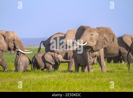 Afrikanischer Elefant ragt aus Rüssel, um Trompete zu klingen (Trompete) und Klappen ihre Ohren, kopiert von niedlichen kleinen Kalb. Amboseli-Nationalpark, Kenia Stockfoto
