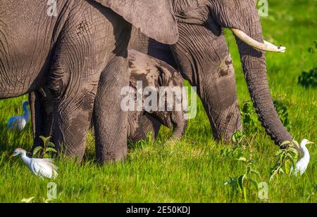 Baby Elefant Kalb umgeben von, geschützt durch, ältere Elefanten auf beiden Seiten. (Loxodonta africana). Fröhliche Tierwelt im Amboseli National Park, Kenia Stockfoto