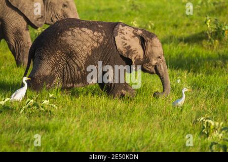 Afrikanisches Elefantenkalb (Loxodonta africana) läuft im grünen Gras neben weißen Rinderreihervögeln im Amboseli National Park, Kenia. Afrikanische Safari Stockfoto