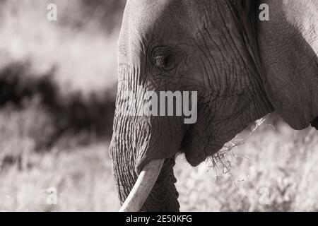Afrikanischer Elefantengesicht in schwarz-weiß monochrom. Seitenkopf, oberer Stoßzahn. Africana loxodonta gesehen auf Safari-Urlaub in Kenia, Afrika Stockfoto