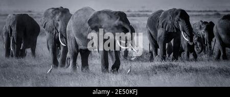 Afrikanischer Elefant sprüht Staub mit Rüssel (Staubbad), während er mit der Herde auf der staubigen Amboseli-Savanne in Kenia läuft. Schwarz-weiß monochrome Elefanten Stockfoto
