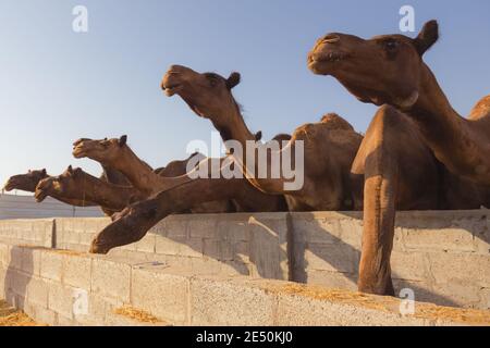 Wüstendromedarkamele (Camelus dromedarius) füttern in der Wüste des leeren Viertels (Rub' al Khali) in der Nähe von Abu Dhabi, VAE. Stockfoto