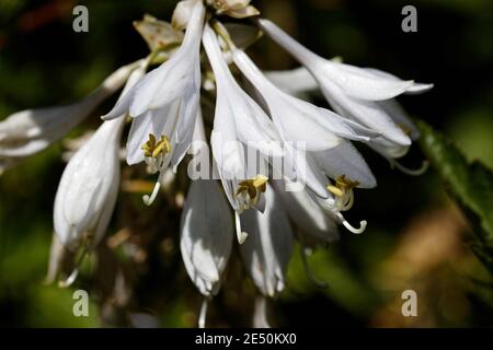 Allium triquetrum ist eine bauchige Blütenpflanze der Gattung Allium (Zwiebeln und Knoblauch), die im Mittelmeerraum beheimatet ist. Stockfoto