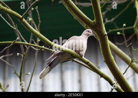 Eurasische Krabbentaube, die auf einem Zweig in London steht Stockfoto