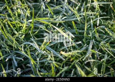 Lange grüne Grashalme bedeckt mit Frost auf einem Kalte Winter Morgen Stockfoto