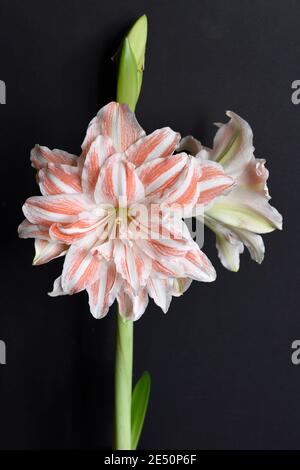 Tanzende Königin Doppel Amaryllis Stockfoto