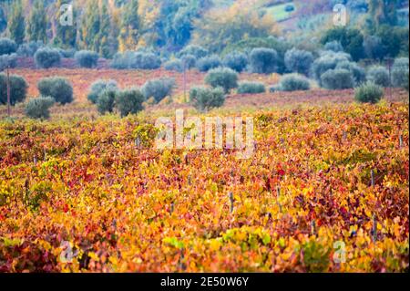 Farbenfrohe Herbstlandschaft der ältesten Weinregion der Welt Douro-Tal in Portugal, verschiedene Rebsorten von Weinreben wächst auf terrassierten Weinbergen, PR Stockfoto