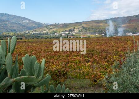 Farbenfrohe Herbstlandschaft der ältesten Weinregion der Welt Douro-Tal in Portugal, verschiedene Rebsorten von Weinreben wächst auf terrassierten Weinbergen, PR Stockfoto