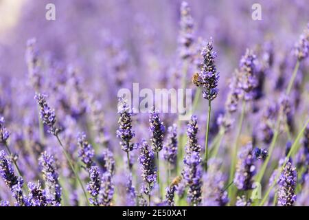 Frankreich Provence Sault Honigbiene bestäubt Lavendel in einem Lavendel Angezeigt Stockfoto