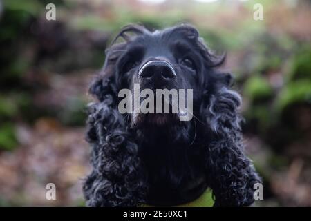 Gesicht eines entzückenden schwarzen englischen Cocker Spaniel Stockfoto