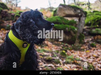 Profil eines schwarzen englischen Cocker Spaniel Outdoor im Herbst Stockfoto