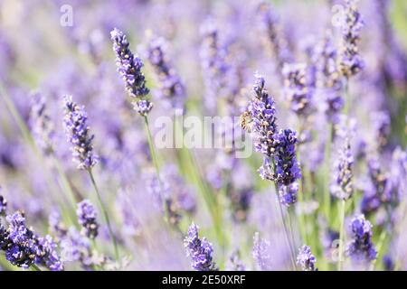 Frankreich Provence Sault Honigbiene bestäubt Lavendel in einem Lavendel Angezeigt Stockfoto