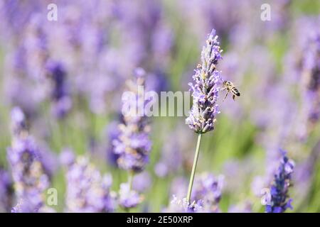 Frankreich Provence Sault Honigbiene Polieren Lavendel in einem Lavendel Angezeigt Stockfoto