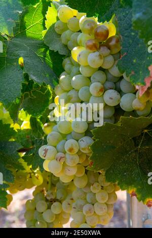 Reife Weißweintrauben für die Herstellung von Rose oder Weißwein bereit zur Ernte auf Weinbergen in Cotes de Provence, Region Provence, südlich von Frankreich schließen Stockfoto