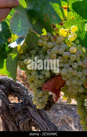 Reife Weißweintrauben für die Herstellung von Rose oder Weißwein bereit zur Ernte auf Weinbergen in Cotes de Provence, Region Provence, südlich von Frankreich schließen Stockfoto