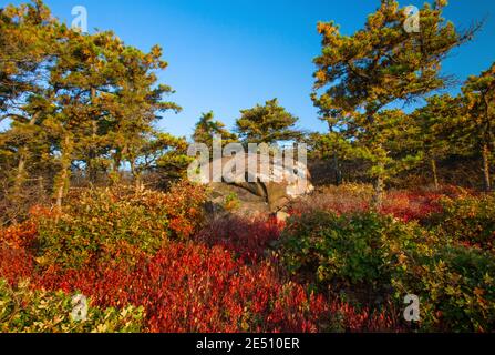 Ein Gletschereratic aus Sandstein auf dem Moosic Mountain. Moosic Mountain in Lackawanna County, Pennsylvania umfasst 15,000 Hektar bewaldeten Appalachian Rid Stockfoto