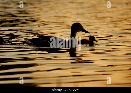 Silhouetten einer Stockente mit ein wenig Entlein schwimmen in Das Morgenlicht auf dem See Stockfoto