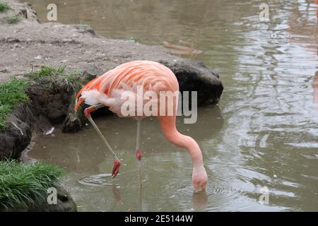 Ein rosa Flamingo ist in einem Teich in einem Nahrungssuche safaripark im Frühling Stockfoto