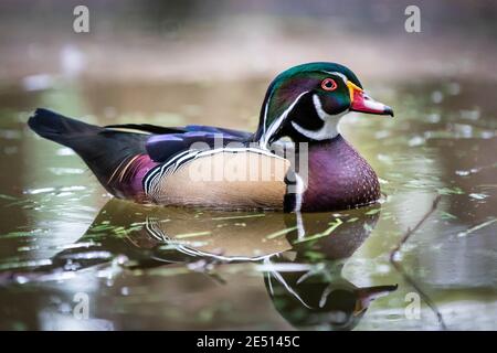 Nahaufnahme einer bunten Mandarinenente Ein Teich und Reflexion auf Wasser Stockfoto