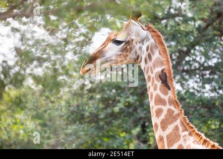 Nahaufnahme des Profils des Kopfes einer Giraffe, die zwischen Baumblättern grast, mit einem Ochsenspecht, der auf seinem Hals thront Stockfoto