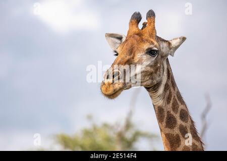 Nahaufnahme eines Giraffenkopfes mit einem Ochsenspecht zwischen den Hörnern, vor einem Bokeh-Hintergrund Stockfoto