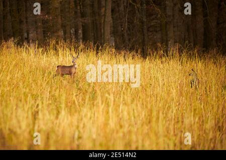 Rehe Weibchen und Rehkitz auf dem Feld ( Capreolus capreolus ). Europäischer RoE Stockfoto