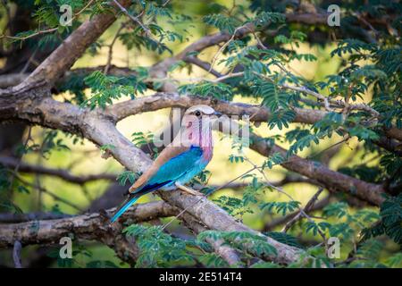 Nahaufnahme eines fliederbreastigen Rollvogels, der auf einem Ast thront und von Vegetation umgeben ist Stockfoto