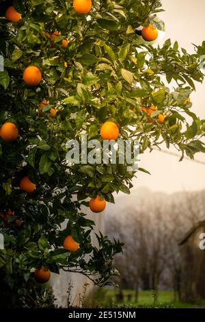 Farbenfroher Orangenbaum voller Früchte Stockfoto