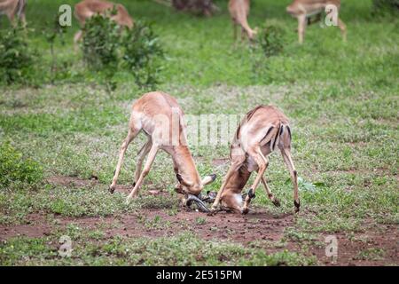 Nahaufnahme von zwei männlichen Impalas, die um die Vorherrschaft kämpfen Die Paarungszeit Stockfoto