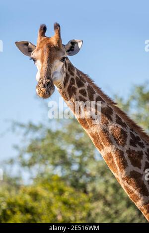 Nahaufnahme eines Giraffenkopfes, der zurück auf die Kamera starrt, gegen einen grünen Busch und unter einem blauen Himmel Stockfoto