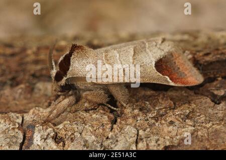 Nahaufnahme der Schokoladenmotte, Clostera curtula Stockfoto