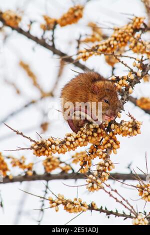 Die Ratte sitzt im Winter frostig auf einem Ast und isst Sanddorn Stockfoto