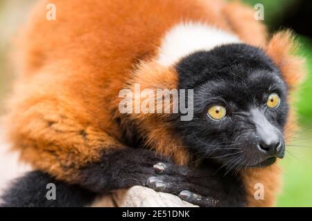 Nahaufnahme eines roten gekräuselten Lemur, der auf einem Ast thront und vor einem grünen Bokeh-Hintergrund starrt Stockfoto