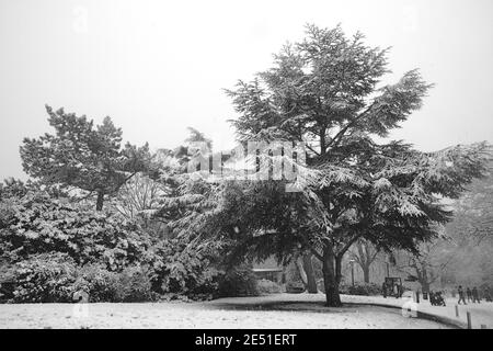 Verschneite Bäume in den horniman Gärten Stockfoto