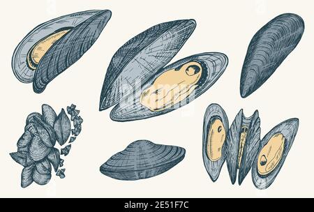 Meeresmuscheln im Vintage Retro-Stil. Nautische Weichtiere. Meeresgerichte. Vektorgrafik. Handgezeichnete Retro-Skizze mit Gravur. Antiker alter monochromer Stil Stock Vektor