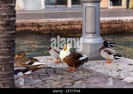 Ente am Ufer des Gardasees, die im Winter ruht. Stockfoto