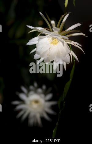 Vorderansicht von zwei weißen Blüten der Königin der Nacht (Epiphyllum oxypetalum) Kaktuspflanze, nächtlich blühend, mit charmant, bezaubernd duftend Stockfoto