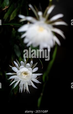 Zwei Blüten der Königin der Nacht (Epiphyllum oxypetalum) Kaktusarten produzieren nächtliche, duftende weiße Blüten, Kopierraum Stockfoto