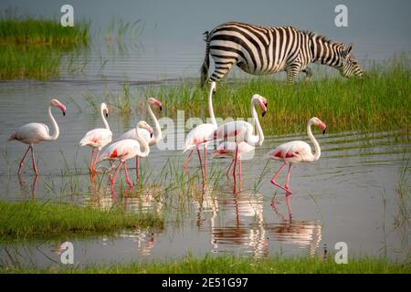Kleine rosa Flamingos und Zebras grasen im See in Ngorongoro Conservation Area in Tansania, Afrika Stockfoto
