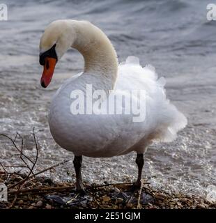 Schwäne am Ufer des Gardasees im Winter versuchen, sich aufzuwärmen und auf der Suche nach Nahrung. Stockfoto