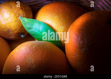 Makro Foto von frisch gepflückten Orangen.Lichtpinsel Technik Foto. Vom Baum direkt im Weidenkorb. Stockfoto