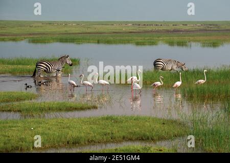 Kleine rosa Flamingos und Zebras grasen im See in Ngorongoro Conservation Area in Tansania, Afrika Stockfoto